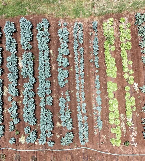 Aerial view of a hotel garden with orderly rows of green vegetables growing in rich soil, showcasing fresh organic produce