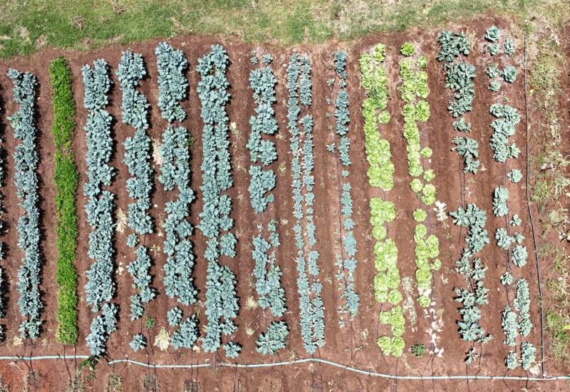 Aerial view of a hotel garden with orderly rows of green vegetables growing in rich soil, showcasing fresh organic produce
