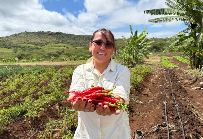 Smiling woman holding freshly picked red chili peppers in a lush farm garden with hills and blue sky background