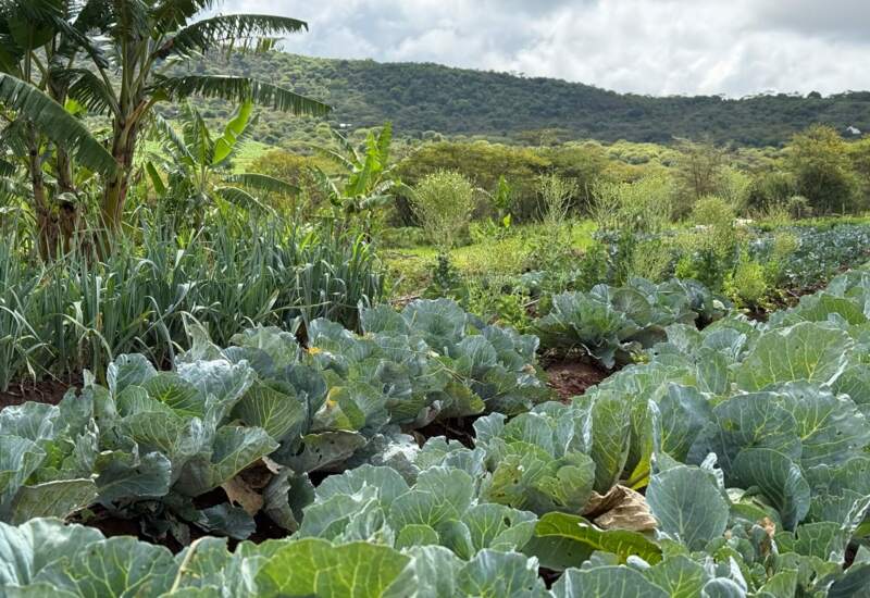 Lush garden with rows of cabbage and banana plants, set against green hills under a partly cloudy sky, ideal for farm-to-table dining.