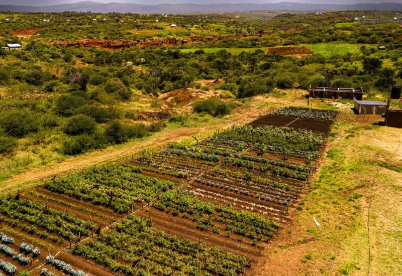 Aerial view of organized vegetable garden rows with lush green crops amid a dry, hilly landscape and scattered small buildings nearby