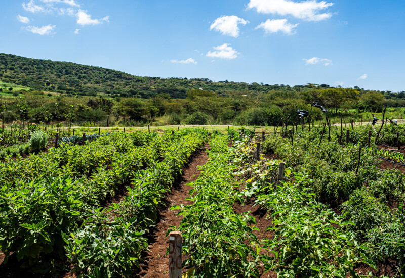 Sunlit organic vegetable garden with lush green plants and fertile soil, set against rolling hills under a blue sky