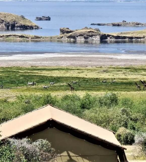 Safari tent lodge overlooking green plains with giraffes and zebras near a calm lake with rocky islands in the distance