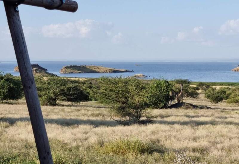 Savannah landscape with scattered trees near a calm lake, featuring giraffes standing quietly and rocky islands in the distance