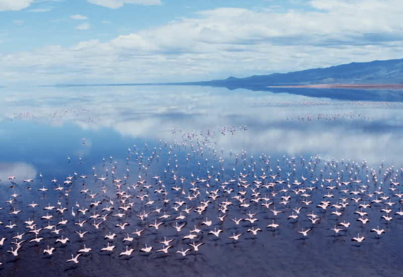 Flock of flamingos flying low over calm lake waters reflecting clouded sky and distant mountain range