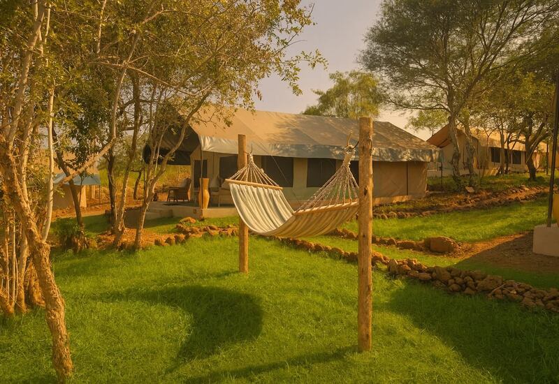 Safari canvas tents with verandas and a hammock between wooden posts on a sunlit grassy lawn shaded by trees
