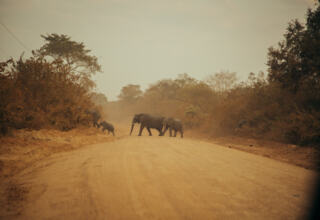 Herd of elephants crossing a dusty dirt road surrounded by dry, dense vegetation in a natural safari setting