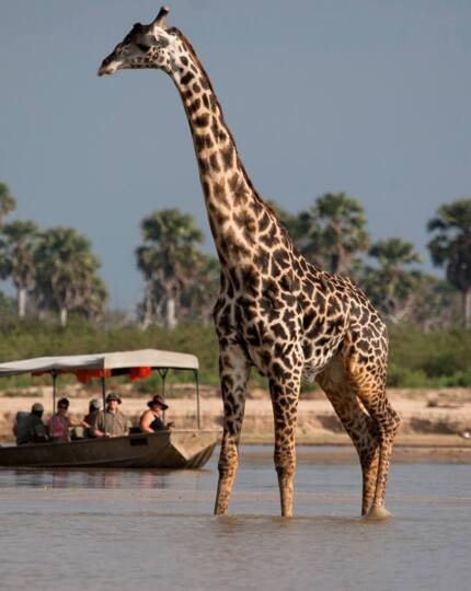 Giraffe standing in shallow water near a safari boat with tourists, surrounded by palm trees and wilderness landscape