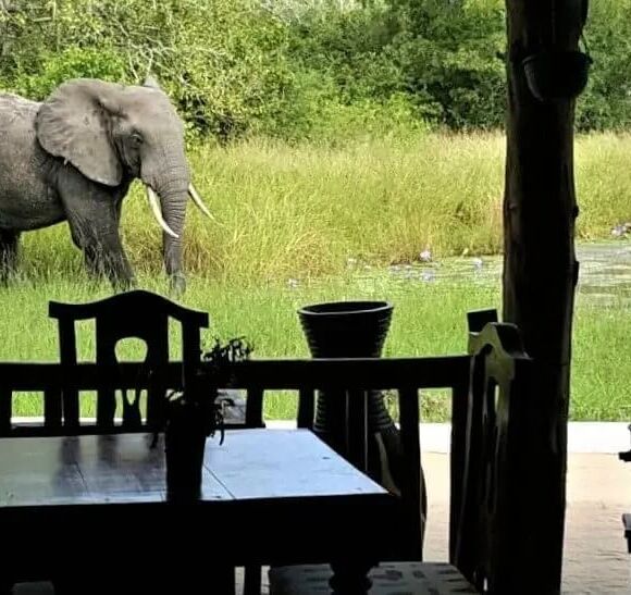 Outdoor dining area overlooking lush green grass with an elephant grazing near a water feature at a safari lodge