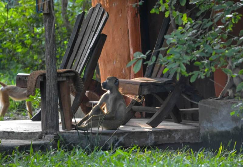 Baboon sitting calmly on a shaded rustic wooden porch surrounded by lush green foliage and natural outdoor setting