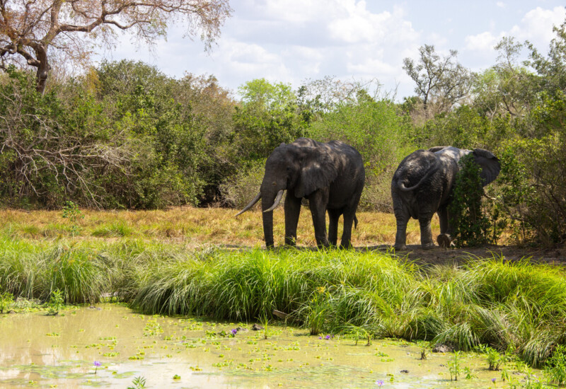 Two elephants grazing near a lush riverside with green reeds and wildflowers under a partly cloudy sky in a natural reserve