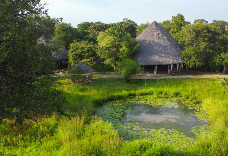 Thatched-roof lodge surrounded by lush greenery with a small pond featuring lily pads in the foreground