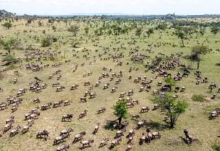 A vast grassy savannah dotted with scattered trees and a large herd of wildebeest grazing and spreading across the landscape