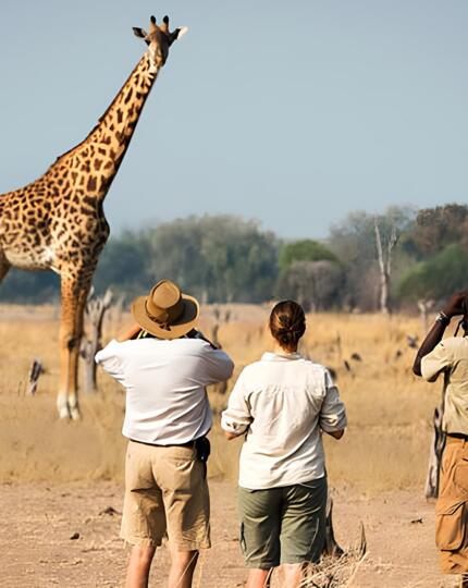 Guests on an African safari watching giraffes in the dry savannah with guides using binoculars to observe wildlife