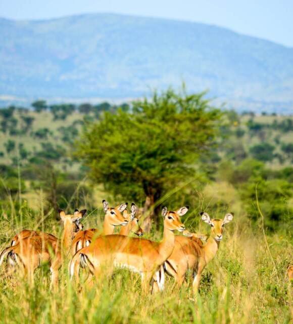 Herd of impalas grazing in tall grass with acacia trees and mountain views in the background, ideal for safari wildlife experiences