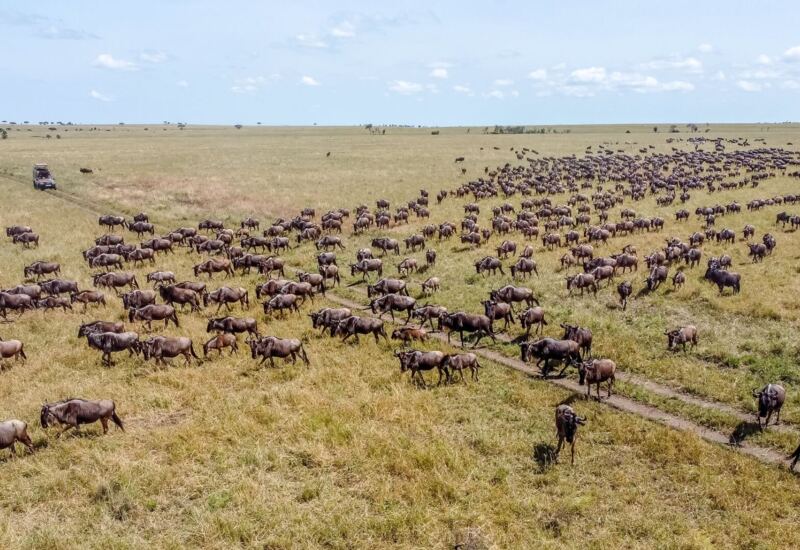 Wide grassy savanna with a large herd of wildebeests migrating along dirt paths under a bright blue sky