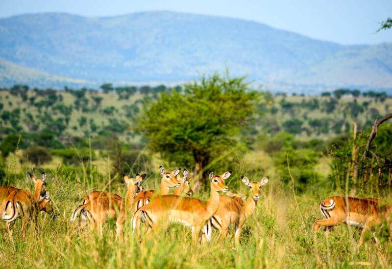 Herd of impalas grazing in tall grass with acacia trees and mountain views in the background, ideal for safari wildlife experiences