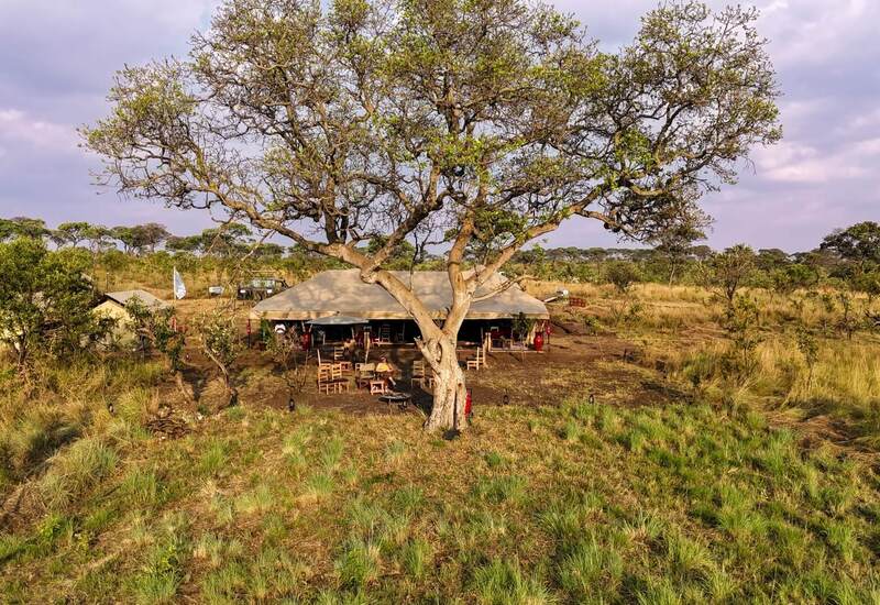 Open-air safari camp dining tent beneath large acacia tree, outdoor wooden tables with diners on grassy savanna at sunset.