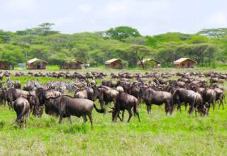 Safari tents surrounded by lush greenery with a large herd of wildebeests and zebras grazing peacefully nearby