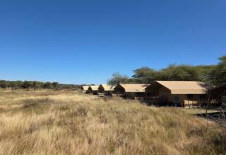 Safari tents with shaded porches set in tall golden grassland under a clear blue sky, surrounded by sparse trees on a wildlife reserve