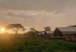 Safari-style tents lined up on a grassy plain with acacia trees at sunset, offering a serene nature retreat experience