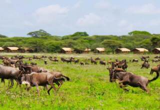 Safari lodge with canvas tents nestled among trees overlooking a grassy plain with wildebeests grazing and moving