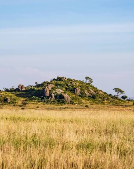 Expansive golden grassland with small rocky hills dotted with scattered trees under a clear blue sky