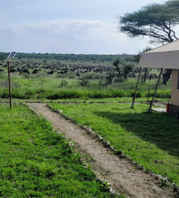 Luxury safari tents with canvas roofs and shaded windows facing a green savannah filled with a herd of wildebeest under a blue sky