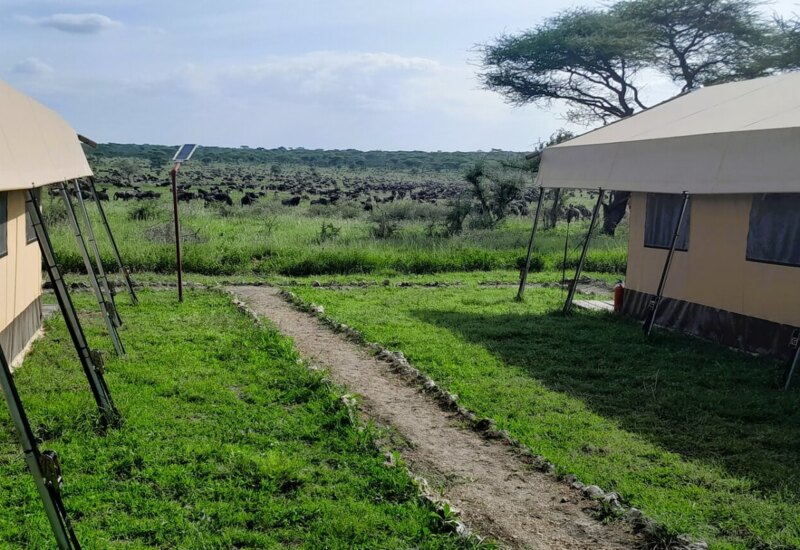 Luxury safari tents with canvas roofs and shaded windows facing a green savannah filled with a herd of wildebeest under a blue sky
