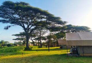 Tented safari camp with canvas suites and shaded verandas, guests seated on a porch amid acacia trees and sunlit savanna.