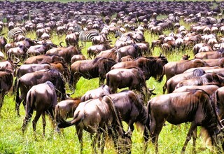 Migrating herd of wildebeest and a few zebras grazing across a sunlit African savanna, ideal for guided safari viewing.
