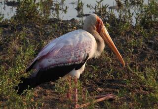 Yellow-billed stork with long orange bill and pink-tinged white plumage standing in marshy grass by shallow water