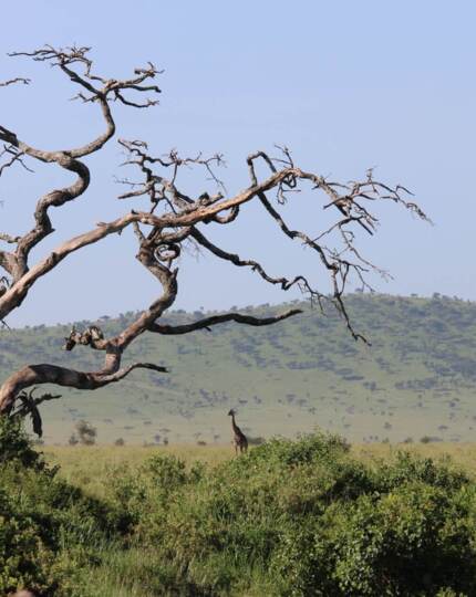 Savanna vista with a twisted dead tree in foreground, lone giraffe on grassy plains and rolling green hills under clear sky