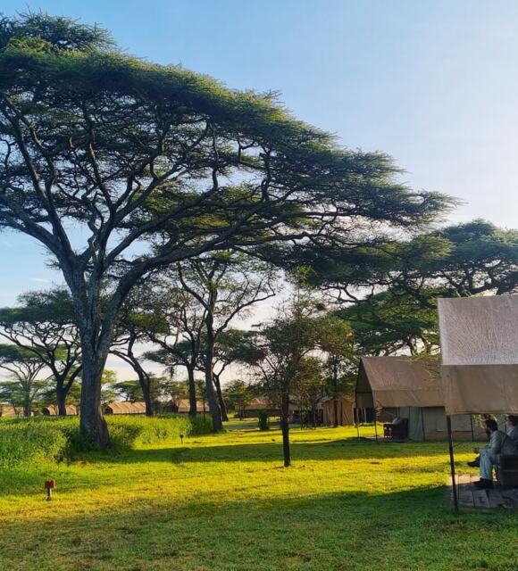Tented safari camp with canvas suites and shaded verandas, guests seated on a porch amid acacia trees and sunlit savanna.