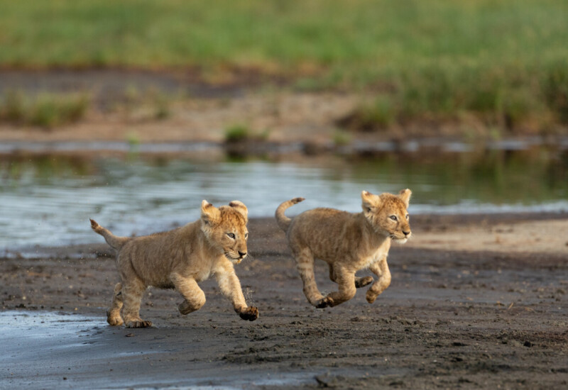 Two playful lion cubs running along a muddy riverbank near water and green savanna grass — safari wildlife scene.