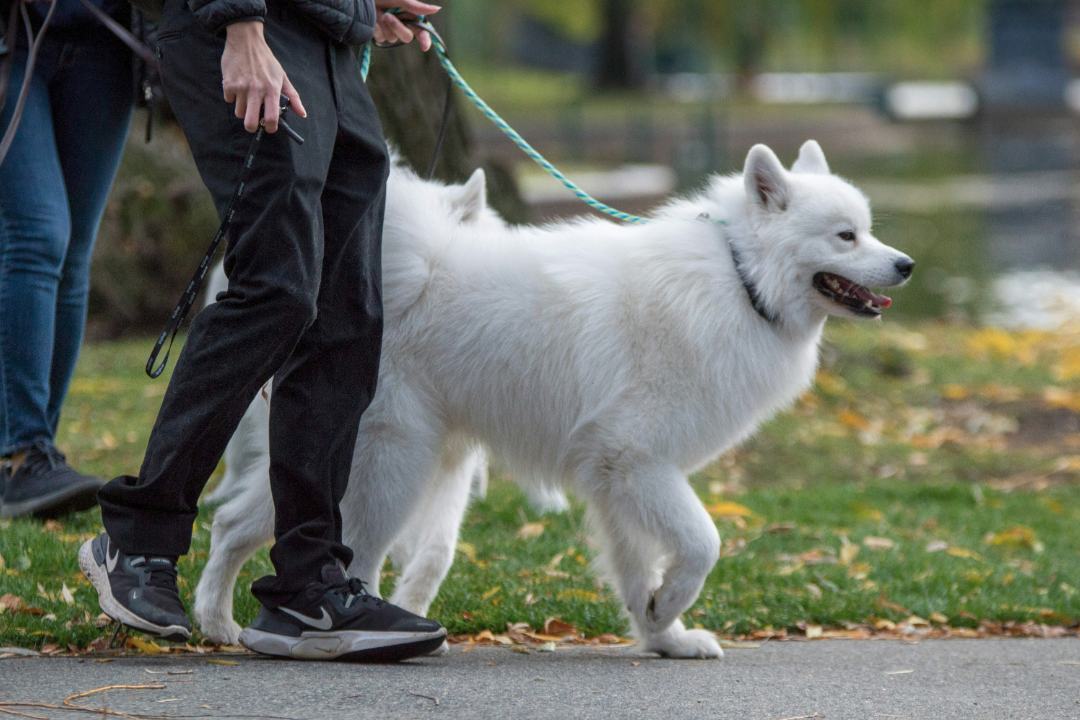 Puszysty, biały samojed spaceruje na turkusowej smyczy u boku swoich opiekunów w jesiennym parku; z otwartym pyskiem i nastawionymi uszami wygląda na radosnego i czujnego.