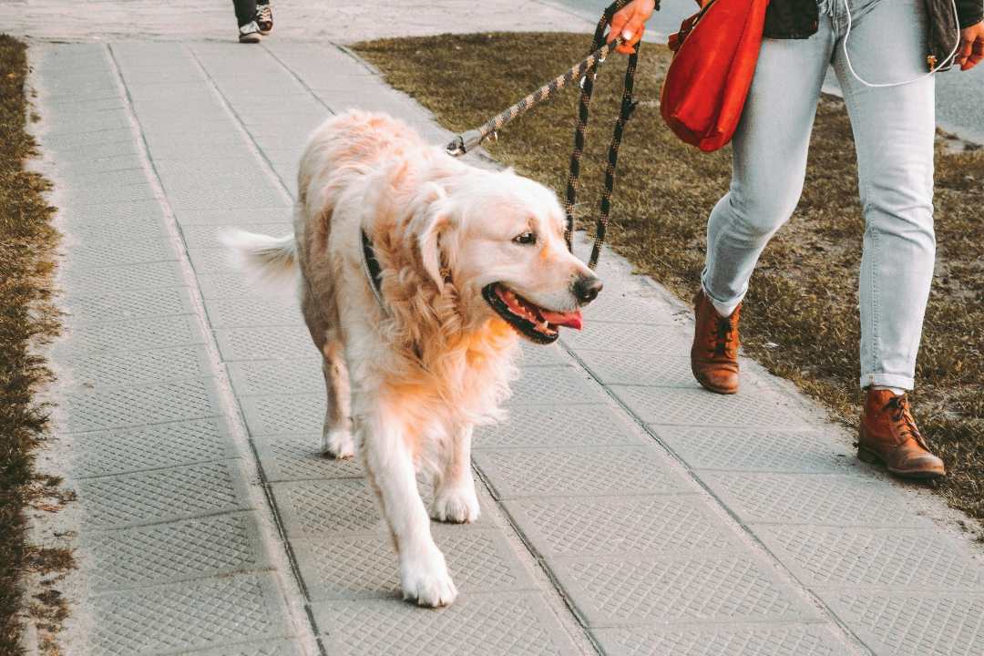 Szczęśliwy golden retriever spaceruje miejskim chodnikiem u boku właściciela trzymającego smycz; jasna sceneria plenerowa emanuje spokojem i radością.