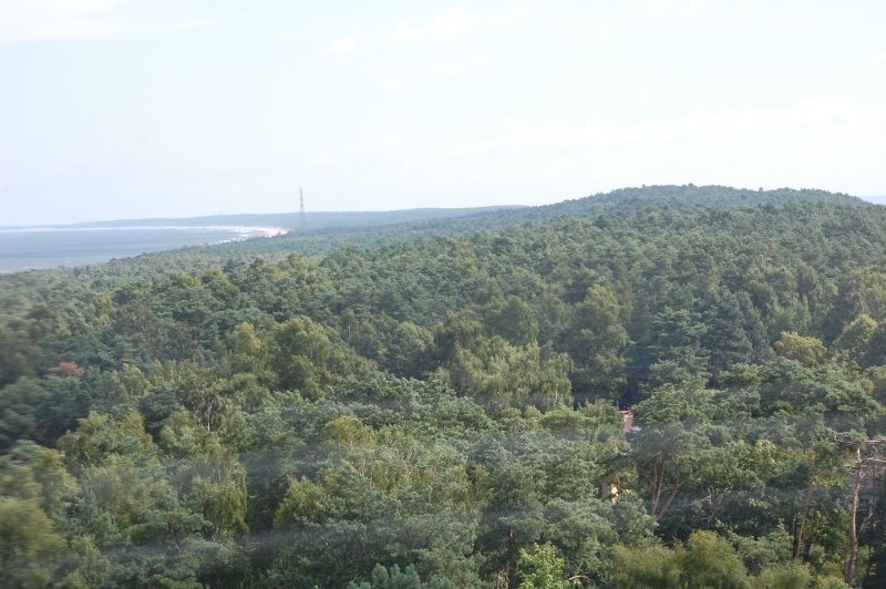 Expansive green pine forest rolling toward a distant sandy coastline and calm sea under pale sky