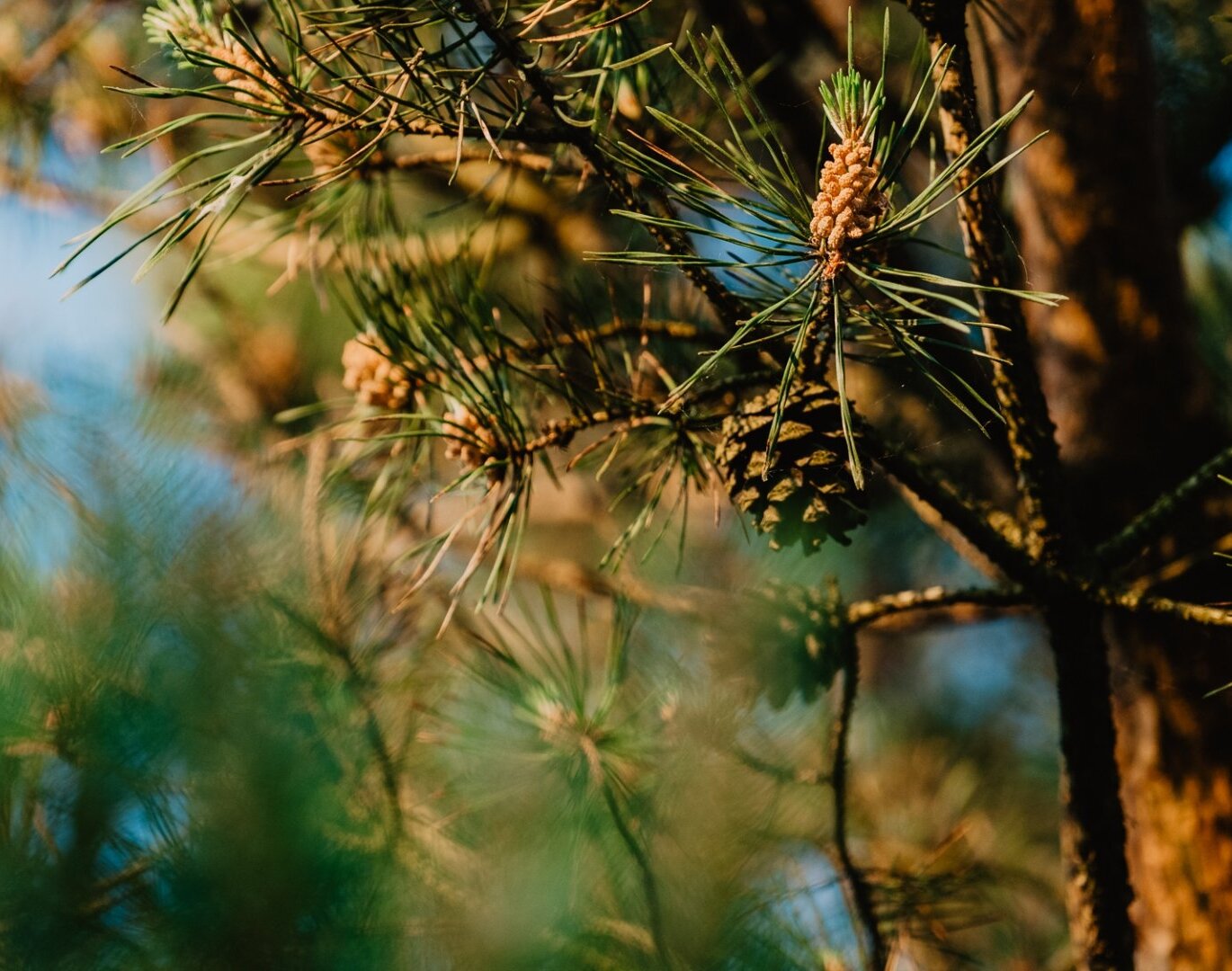 Von der Sonne beleuchtete Kiefernzweige mit jungen Zapfen vor unscharfem Waldhintergrund