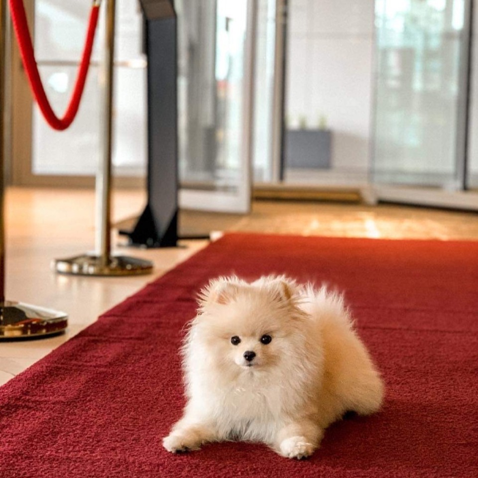 Arche Hotel Krakowska przyjazny zwierzętom – komfortowy pobyt dla Ciebie i Twojego pupila