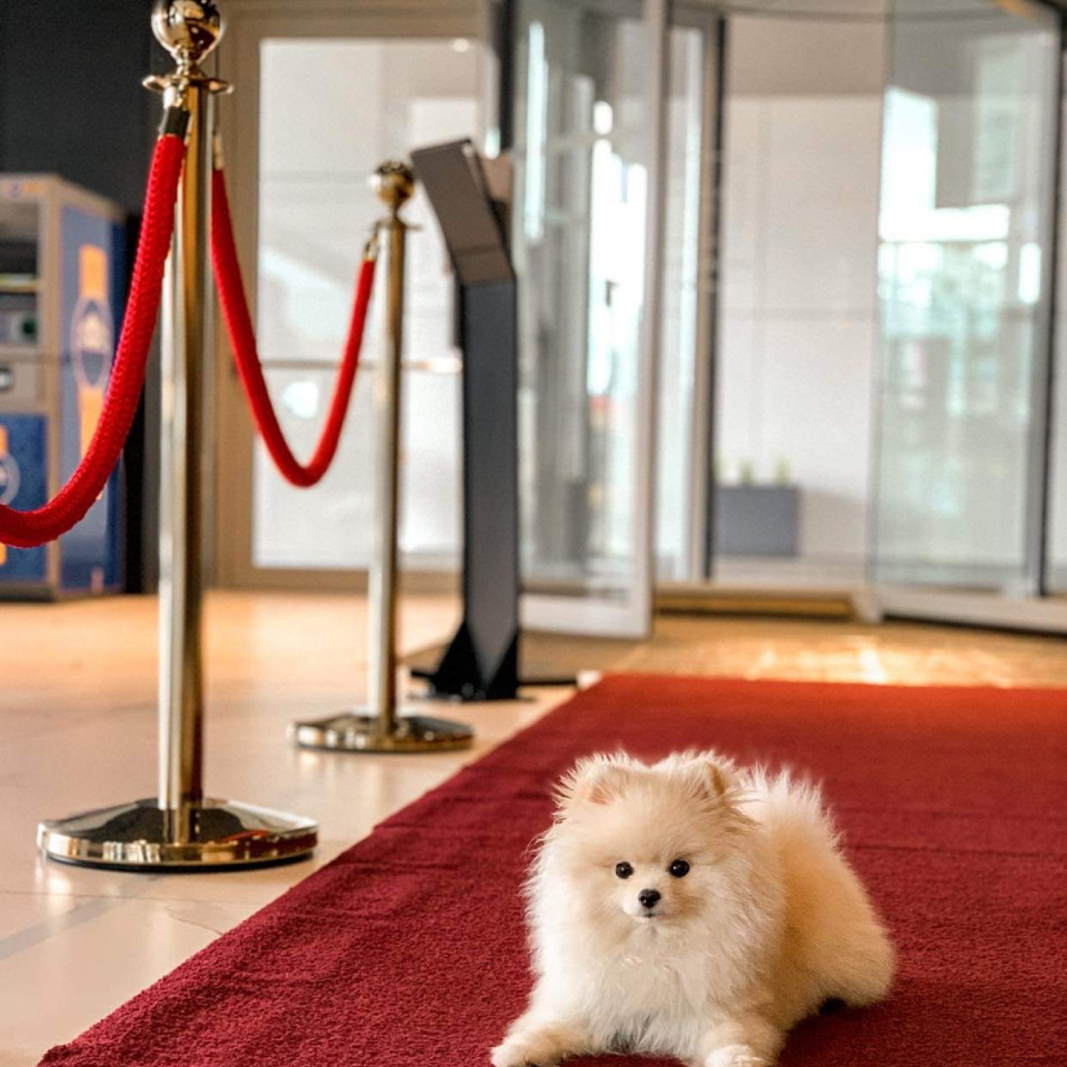 Arche Hotel Krakowska przyjazny zwierzętom – komfortowy pobyt dla Ciebie i Twojego pupila.