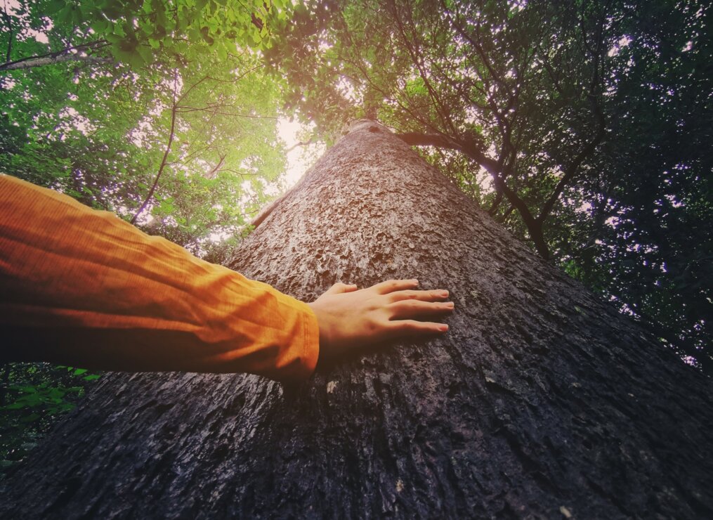 Die Naturkraft der Balmer Bäume im Balmer See Resort auf Usedom