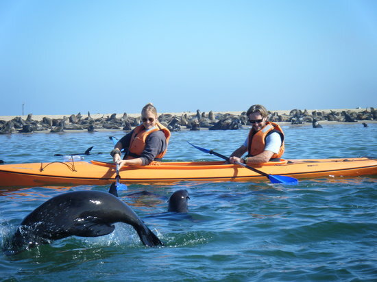 Couple in orange life vests kayaking on calm blue sea near playful sea lions by a rocky breakwater
