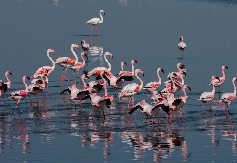 Pink flamingos wading in a shallow blue lagoon, many reflected in calm water, some with wings outstretched.