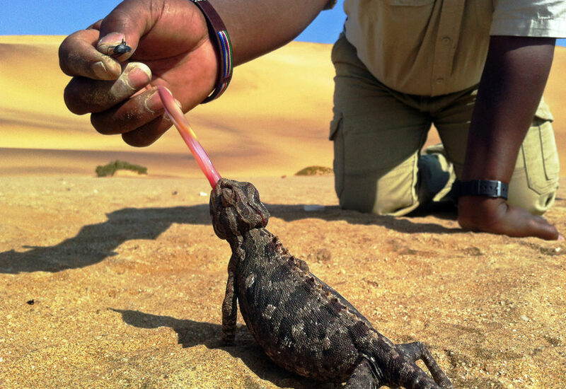 Kneeling guide feeding a desert chameleon water from a pink pipette on sunlit sand dunes