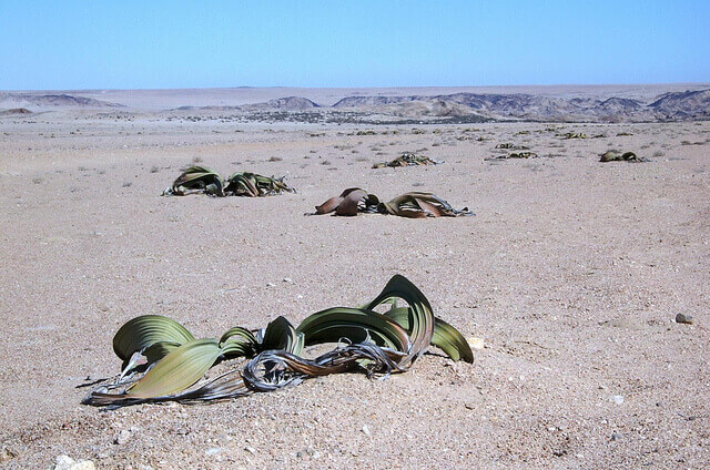 Remote gravelly desert plain dotted with low, twisted ribbon-like plants under a clear blue sky and distant ridgelines