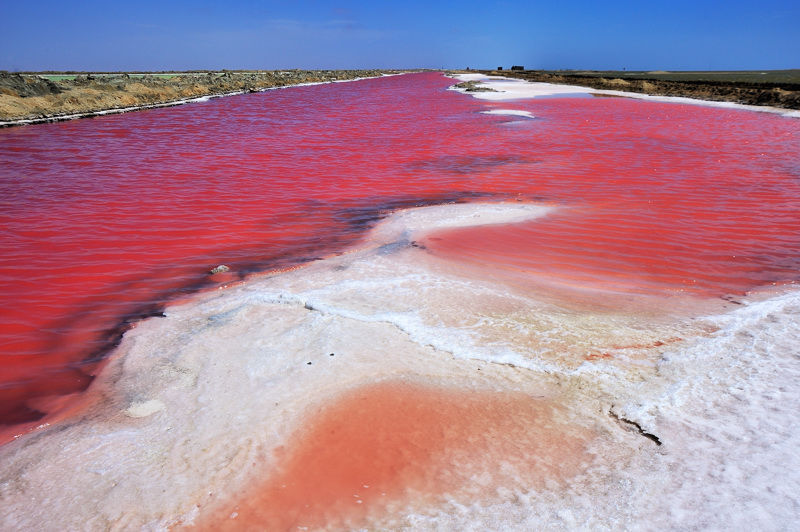 Vivid pink salt lake with white salt crusts and flat shoreline under a clear blue sky, dramatic coastal natural attraction