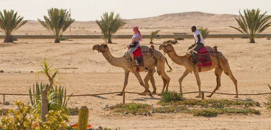 Two riders on camels crossing a sandy desert trail past palm clusters and low scrub, scenic guided camel excursion