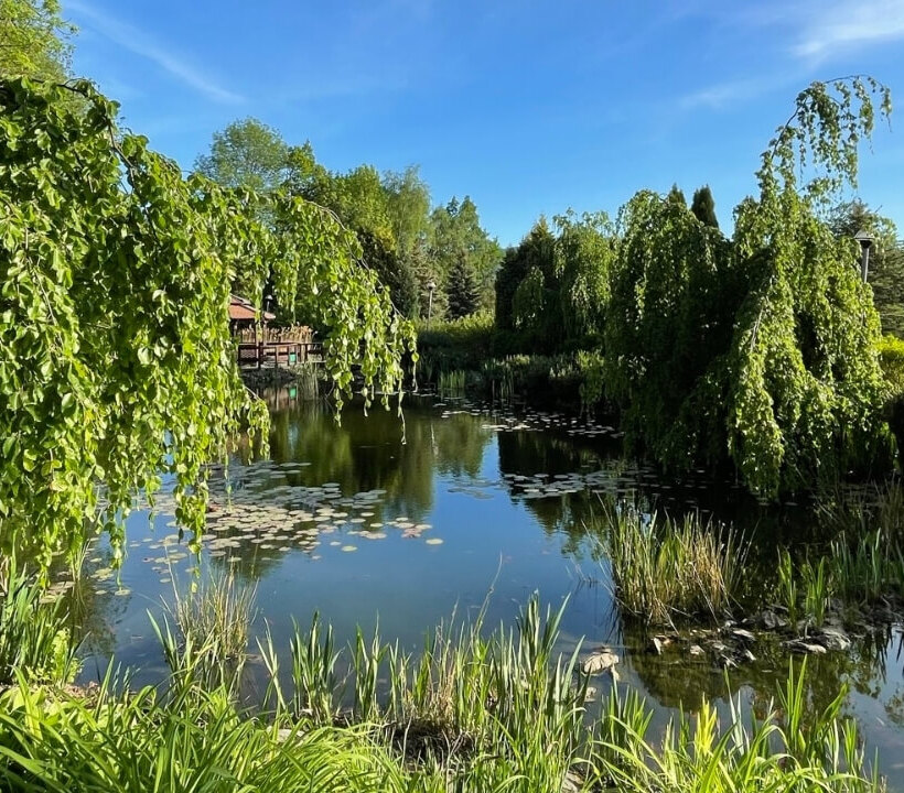 Fridfull trädgårdssjö med frodig grönska, hängande träd och näckrosor under klar blå himmel, perfekt för avkoppling.