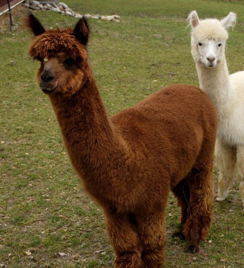 棕色和白色的羊驼站在绿色草地上，适合放松的自然度假体验。